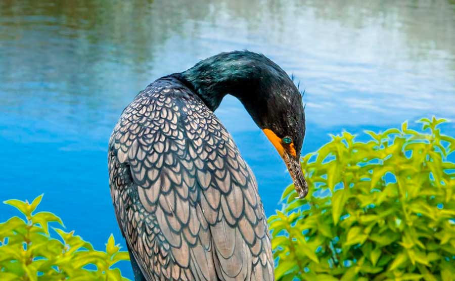 film permits florida Everglades